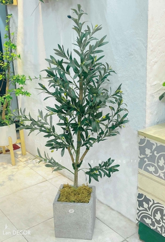 Cây Xanh Giả- Cây Olive Giả Decor Không Gian Tối Giản (150cm)- CC1288
