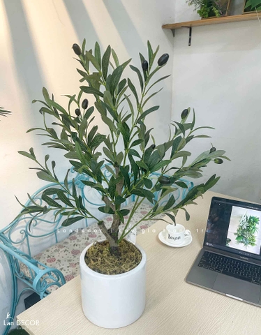 Cây Giả- Cây Olive Giả Để Bàn Trang Trí Văn Phòng Xanh (70cm)- CC1304