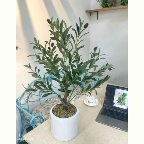 Cây Giả- Cây Olive Giả Để Bàn Trang Trí Văn Phòng Xanh (70cm)- CC1304