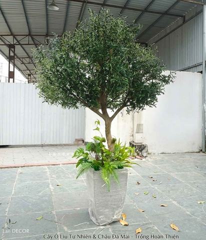 Cây Olive Giả - Thiết Kế Cây Olive Giả Trưng Bày Sảnh Công Ty, Kiến Tạo Không Gian Độc Đáo