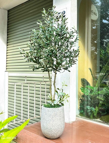 Cây Olive Giả- Chậu Cây Olive Giả Trang Trí Tiểu Cảnh Đẹp Mắt (160cm)- CC1208