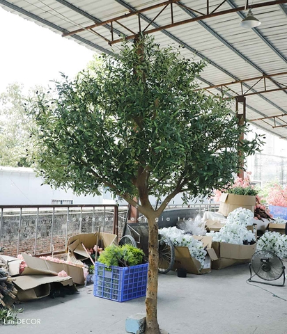 Cây Olive Giả - Thiết Kế Cây Olive Giả Trưng Bày Sảnh Công Ty, Kiến Tạo Không Gian Độc Đáo