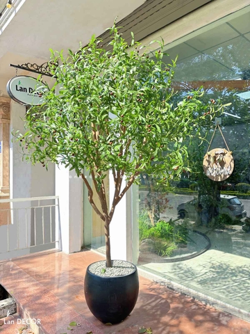 Cây Oliu Giả Thiết Kế - Cây Olive Giả Trang Trí Căn Hộ, Studio Hiện Đại, Tinh Tế (210cm)- CC1225