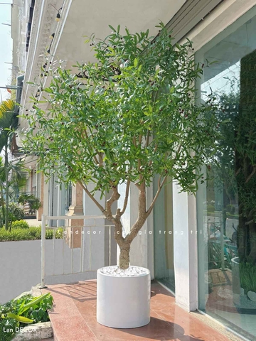 Cây Oliu Giả Thiết Kế - Cây Olive Giả Thiết Kế Giếng Trời, Sảnh Khách Sạn Phong Cách Bắc Âu (250cm)- CC1273