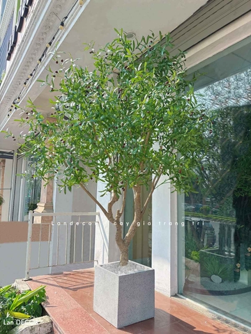 Cây Oliu Giả Thiết Kế - Cây Olive Giả Thiết Kế Giếng Trời, Sảnh Khách Sạn Phong Cách Bắc Âu (250cm)- CC1273