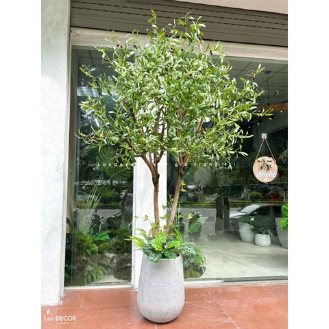 Cây Olive Giả - Cây Olive Thiết Kế Trưng Bày Cửa Hàng, Không Gian Hiện Đại (200cm)- CC1214