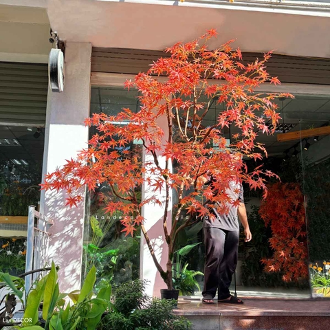 Cây Giả Tiểu Cảnh- Cây Phong Lá Đỏ Giả Thiết Kế Tiểu Cảnh Không Gian Lớn, Trang Trí Đẳng Cấp, Hiện Đại (250cm)- CC1199
