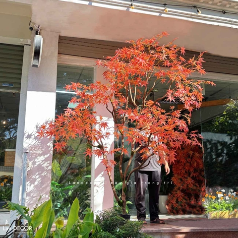 Cây Giả Tiểu Cảnh- Cây Phong Lá Đỏ Giả Thiết Kế Tiểu Cảnh Không Gian Lớn, Trang Trí Đẳng Cấp, Hiện Đại (250cm)- CC1199