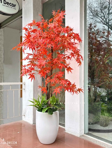 Cây phong lá đỏ trang trí nội thất đẹp (165cm)- LC2787