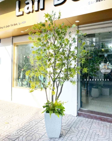CÂY PHONG XANH TRANG TRÍ BẮT MẮT (2m5)- CC857