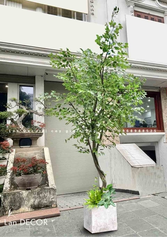 CÂY LÁ XANH TRANG TRÍ GIẾNG TRỜI THIẾT KẾ LANDECOR (3,5m)- CC838