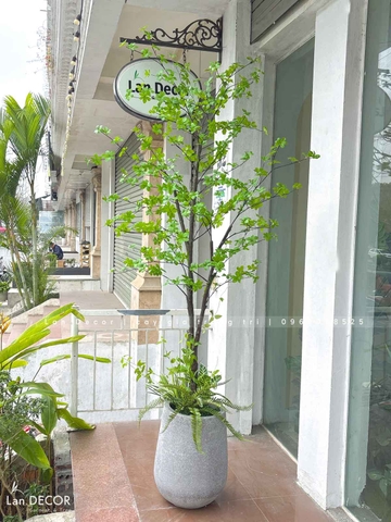 Cây Thạch Nam Nhật Bản Thiết Kế Không Gian Xanh (230cm)- CC1038