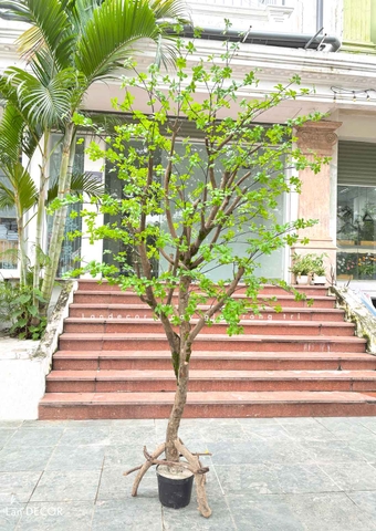 Thiết Kế Cây Thạch Nam Giả Tạo Không Gian Xanh Tươi, Đẹp Mắt (280cm)- CC1213