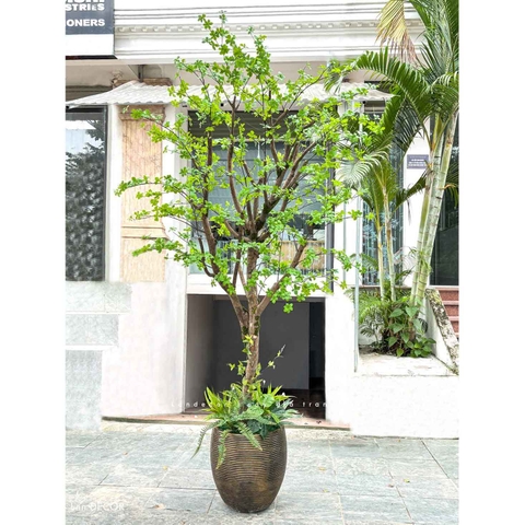 Thiết Kế Cây Thạch Nam Giả Tạo Không Gian Xanh Tươi, Đẹp Mắt (280cm)- CC1213