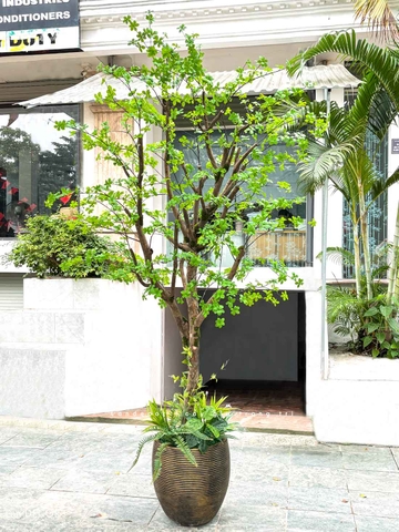 Thiết Kế Cây Thạch Nam Giả Tạo Không Gian Xanh Tươi, Đẹp Mắt (280cm)- CC1213