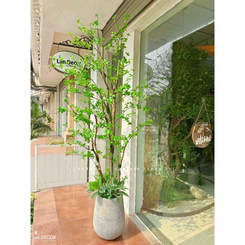 CÂY THẠCH NAM NHẬT BẢN LANDECOR (2M5) - CC645