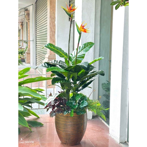 Cây Giả Trang Trí- Cây Thiên Điểu Decor Cửa Hiệu Xanh Tươi (cao 150cm, tán 100cm)- CC1133