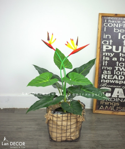 Cây thiên điểu để bàn phong cách nhiệt đới Lan Decor 55cm - LC2248