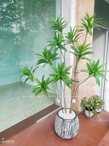 Cây Giả Decor- Cây Thiết Mộc Lan Giả Trang Trí Nội Thất Hiện Đại (160cm)- LC3737-XANH MIX
