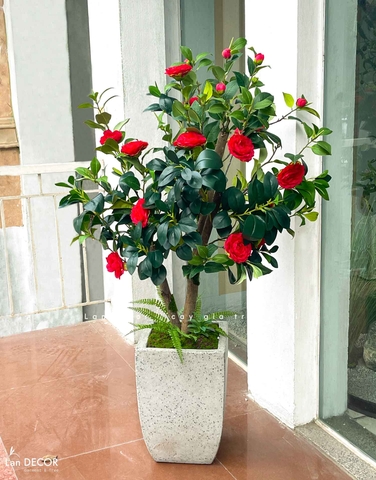 CÂY TRÀ ĐỎ ĐẸP NỔI BẬT VƯỜN NHÀ LAN DECOR (140CM)- CC762
