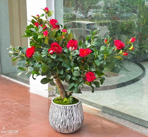 Cây Trà Giả Trang Trí- Cây Hoa Trà Đỏ Thiết Kế Lan Decor, Trang Trí Không Gian Sang Trọng (90cm)- CC1234