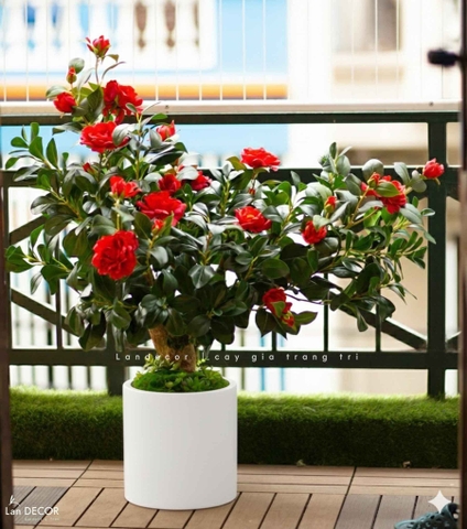 Cây Trà Giả Trang Trí- Cây Hoa Trà Đỏ Thiết Kế Lan Decor, Trang Trí Không Gian Sang Trọng (90cm)- CC1234