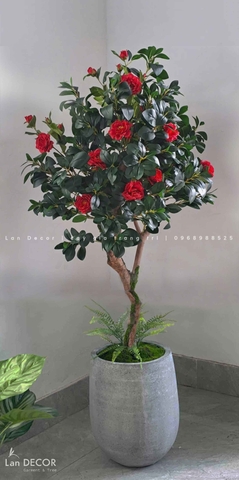 Chậu cây trà đỏ trang trí nhà đẹp (170cm)- CC960