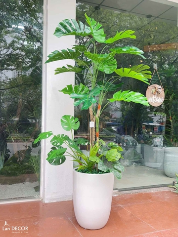 Cây Giả Decor- Cây Trầu Bà Nam Mỹ Thiết Kế Nội Thất Hiện Đại, Độc Đáo (155cm)- LC3535