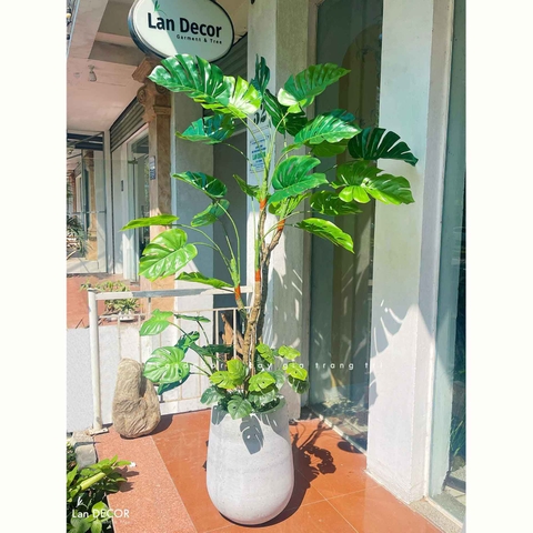 Cây Giả Decor- Cây Trầu Bà Nam Mỹ Thiết Kế Nội Thất Hiện Đại, Độc Đáo (155cm)- LC3535