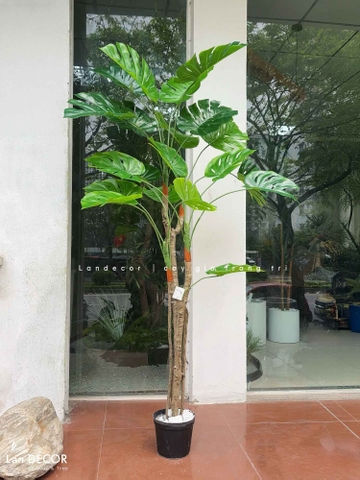 Cây Giả Trang Trí- Cây Trầu Bà Nam Mỹ Giả Trang Trí Nội Thất Phong Cách Tropical (170cm)- LC3536