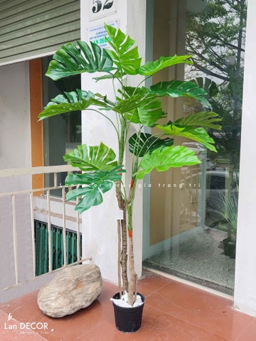Cây Giả Decor- Cây Trầu Bà Nam Mỹ Thiết Kế Nội Thất Hiện Đại, Độc Đáo (155cm)- LC3535