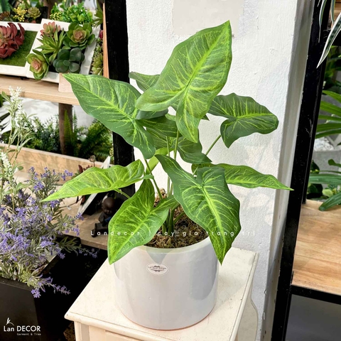 CÂY LÁ MÔN TRANG TRÍ NHÀ ĐẸP (40cm) - LC3258