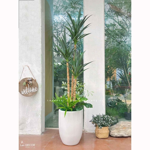 Cây Giả Tiểu Cảnh- Cây Yucca Giả Trang Trí Cửa Hiệu Độc Đáo (160cm)- LC3866