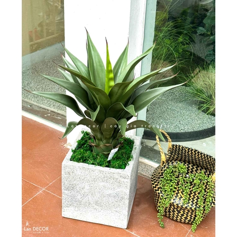 Cây Giả Trang Trí- Cây Yucca Giả Decor Tiểu Cảnh (60cm)- LC3073