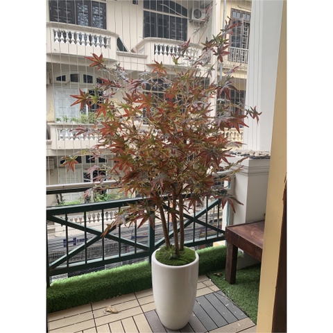 Chậu cây phong lá loang trang trí nội thất Lan Decor (1.6m) - CC101