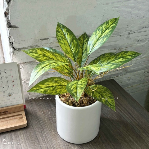 Cây Giả Trang Trí- Chậu Cây Vạn Lộc Giả Để Bàn Trang Trí Không Gian Tạo Điểm Nhấn (45cm) - CC1456