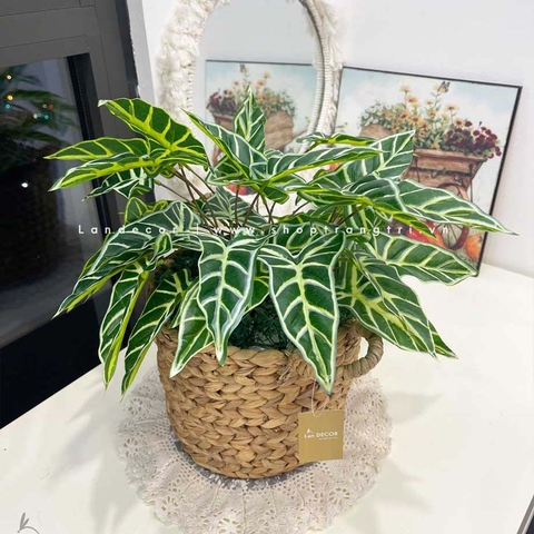 GIỎ BÁN HẠ ĐỂ BÀN TRANG TRÍ NHÀ ĐẸP- CC684