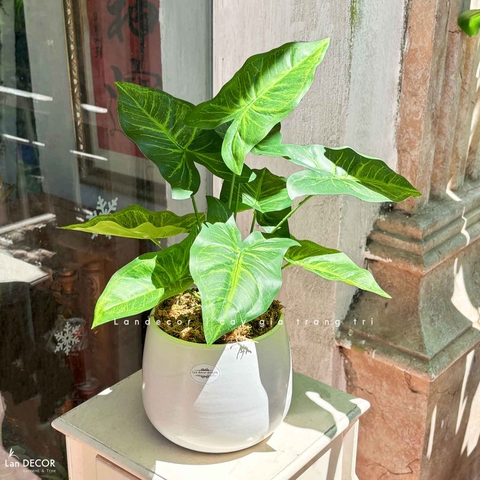 CÂY LÁ MÔN TRANG TRÍ NHÀ ĐẸP (40cm) - LC3258