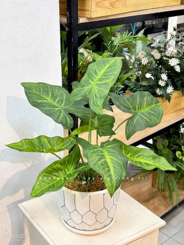 CÂY LÁ MÔN TRANG TRÍ NHÀ ĐẸP (40cm) - LC3258