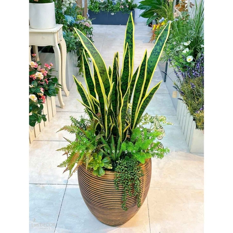 Cây Giả Decor- Chậu Cây Lưỡi Hổ Giả Decor Nhà Cửa, Nội Thất Phòng Khách (110cm)- CC1187