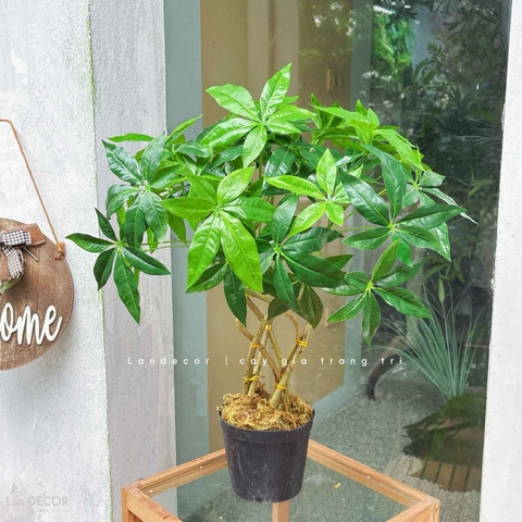 Cây Giả - Chậu Cây Kim Ngân Dáng Bonsai Decor Độc Đáo (55cm)- LC3764