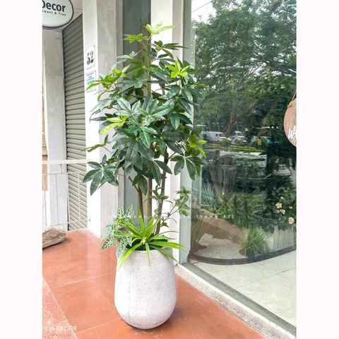 Cây Giả Trang Trí- Cây Kim Ngân Giả Thiết Kế Lan Decor (150cm)- LC3346-1