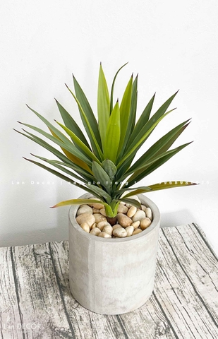 Chậu Cây Lô Hội Để Bàn Phòng Khách (65cm)- CC955-1