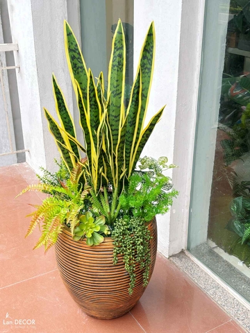 Cây Giả Decor- Chậu Cây Lưỡi Hổ Giả Decor Nhà Cửa, Nội Thất Phòng Khách (110cm)- CC1187