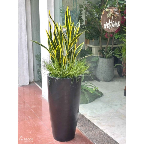 Tiểu Cảnh Giả Trang Trí- Chậu Cây Lưỡi Hổ Thiết Kế Không Gian, Trang Trí Bắt Mắt (cao 140-150cm, tán 50cm)- CC1131