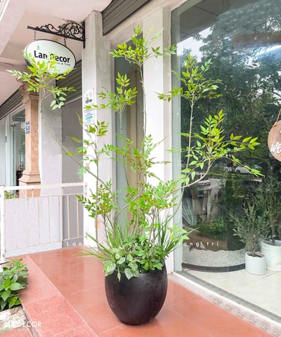 Cây Giả Decor- Cây Nam Thiên Trúc Giả Thiết Kế Sảnh Văn Phòng, Điểm Nhấn Không Gian Xanh (200cm)- LC3047 Mix