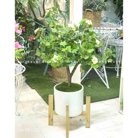 Chậu cây hoa Ngân hạnh decor nhà xinh xắn (90cm)- CC966