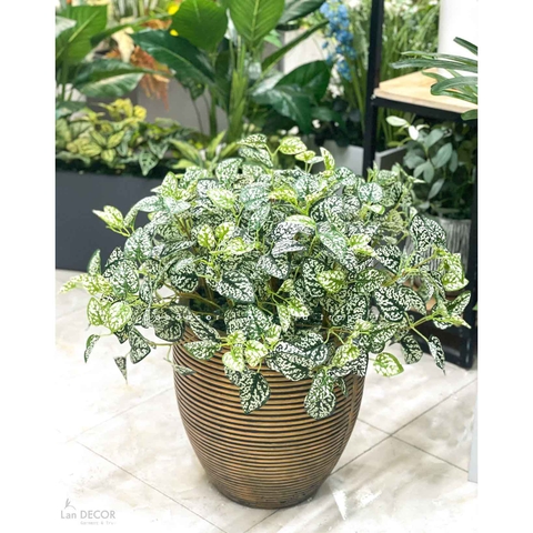 Cây Giả Decor- Chậu Cây Lá Đốm Trắng Trưng Bày Không Gian Độc Đáo (cao 77cm)- CC1146