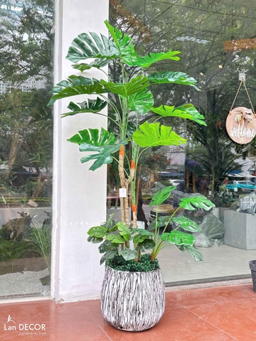 Cây Giả Decor- Cây Trầu Bà Nam Mỹ Thiết Kế Nội Thất Hiện Đại, Độc Đáo (155cm)- LC3535