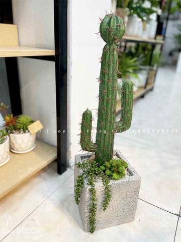 Decor Xương Rồng- Chậu Xương Rồng Trang Trí Phong Cách Sa Mạc (70cm)- CC956